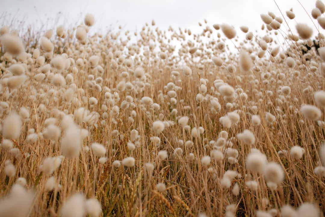 タンギアーツ - サスティナブルブランドを象徴する綿花畑